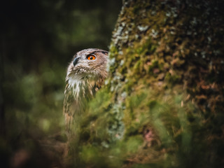Eurasian eagle-owl (Bubo Bubo) in forest. Eurasian eagle owl sitting under the tree. Owl in forest.