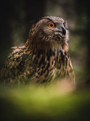 Eurasian eagle-owl (Bubo Bubo) in forest. Eurasian eagle owl sitting under the tree. Owl in forest.