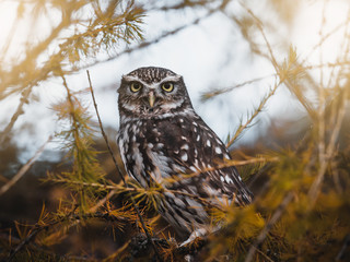 Little owl (Athene noctua) sitting on autumn tree. Dark forest in background. Little owl portrait. Owl on tree.