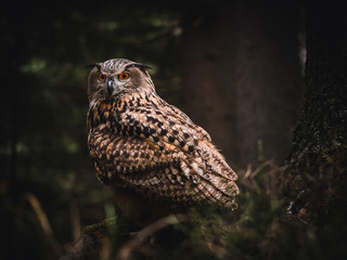 Eurasian eagle-owl (Bubo Bubo) in forest. Eurasian eagle owl sitting under the tree. Owl in forest.