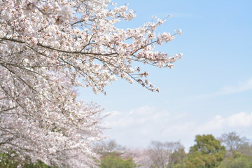青空と桜