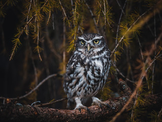 Little owl (Athene noctua) sitting on autumn tree. Dark forest in background. Little owl portrait. Owl on tree.