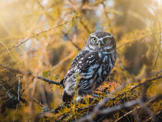 Little owl (Athene noctua) sitting on autumn tree. Dark forest in background. Little owl portrait. Owl on tree.