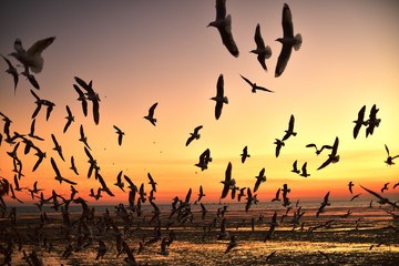 Fototapeta na wymiar A group of seagulls flying in the colorful sky of the sea before dusk