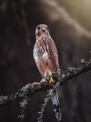Common kestrel (Falco tinnunculus) sitting on tree and holding hunted mouse. Common kestrel in the forest. Common kestrel portrait. Bird of prey with mouse.