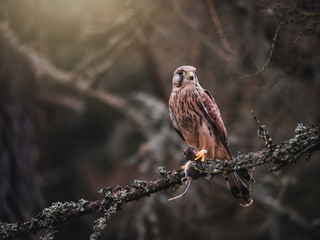 Common kestrel (Falco tinnunculus) sitting on tree and holding hunted mouse. Common kestrel in the forest. Common kestrel portrait. Bird of prey with mouse.