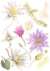 Floral set of lotus flowers and seaweed. Hand drawn watercolor illustration.