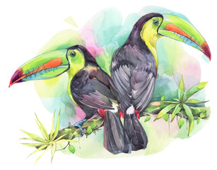 A couple of toucans on a branch. Hand painted watercolor illustration. 