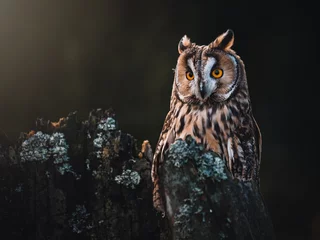 Fototapeten Long-eared owl (Asio otus) sitting on the tree. Beautiful owl with orange eyes. Dark background. Long-eared owl in forest. © Peter