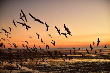 A group of seagulls flying in the colorful sky of the sea before dusk 