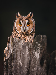 Long-eared owl (Asio otus) sitting on the tree. Beautiful owl with orange eyes. Dark background. Long-eared owl in forest.