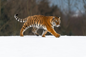 Siberian Tiger running in snow. Beautiful, dynamic and powerful photo of this majestic animal. Set in environment typical for this amazing animal. Birches and meadows