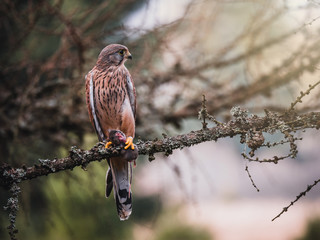 Common kestrel (Falco tinnunculus) sitting on tree and holding hunted mouse. Common kestrel in the forest. Common kestrel portrait. Bird of prey with mouse.