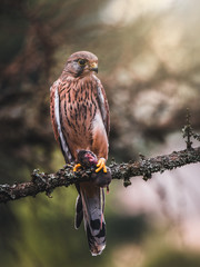 Common kestrel (Falco tinnunculus) sitting on tree and holding hunted mouse. Common kestrel in the forest. Common kestrel portrait. Bird of prey with mouse.
