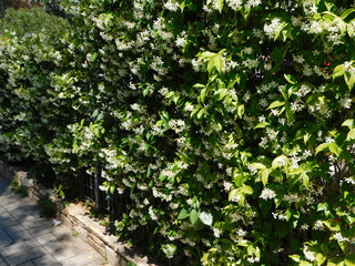 Southern or star jasmine,or Trachelospermum or Rhynchospermum jasminoides, in full bloom, covering a fence