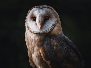 Barn owl (Tyto alba) sitting on wooden fence. Dark background. Barn owl portrait. Owl sitting on...