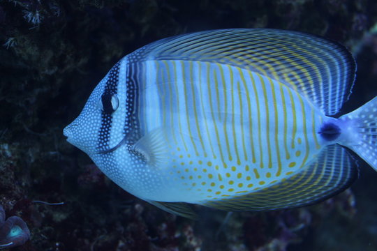 Electric blue tang fish with stripes and dots