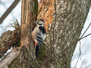 Fototapeta premium The white-backed woodpecker (Dendrocopos leucotos) in a natural habitat. 