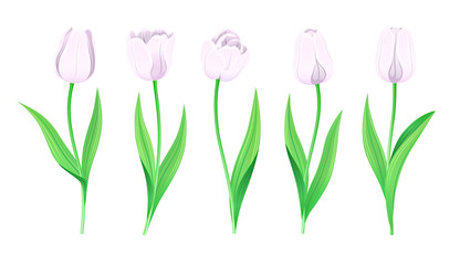 Collection Of Vector White Tulips With Stem And Green Leaves. Set Of Different Spring Flowers. Isolated Tulip Cliparts With Light Pale Petals. Tulip Buds And Blooming Flowers. Transparent Background.