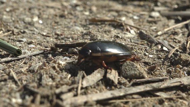 Great diving beetle (Dytiscus marginalis water beetles) dark-coloured quickly runs among dry reeds along sandy soil on banks of summer river. Macro view insect in wildlife