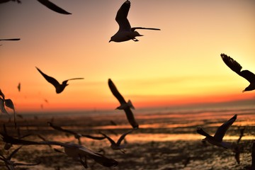 Naklejka premium A group of seagulls flying in the colorful sky of the sea before dusk 