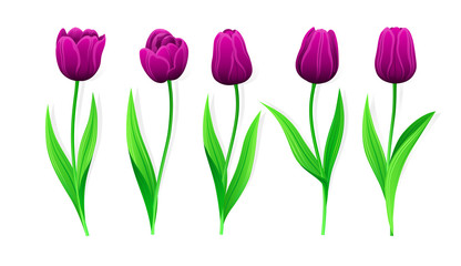 Collection Of Vector Purple Tulips With Stem And Green Leaves. Set Of Different Spring Flowers. Isolated Tulip Cliparts With Dark Burgundy Petals. Tulip Buds, Blooming Flowers. Transparent Background.