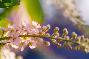 Blossoming cherry