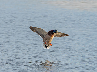 Male mallard in flight at the time of landing on the water. The mallard (Anas platyrhynchos).