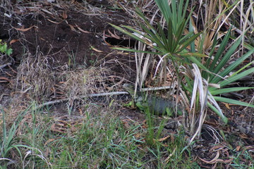 Naklejka na ściany i meble Green Iguana hiding in the grass