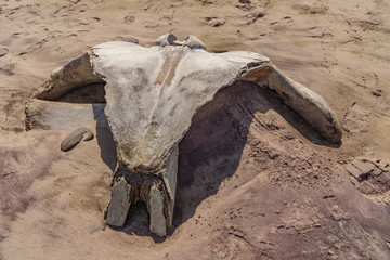 A whale skull in the Skeleton Coast in Namibia in Africa.