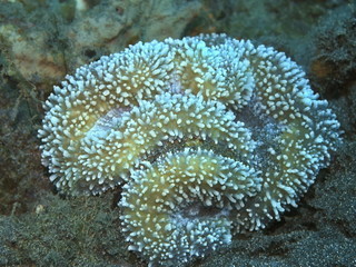 The amazing and mysterious underwater world of Indonesia, North Sulawesi, Manado, stone coral