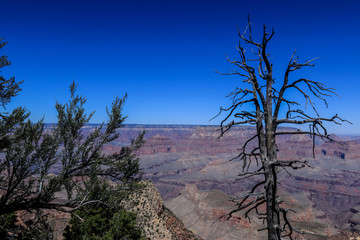 Dry Trees and Flora of the Grand Canyon National Park, Arizona, USA