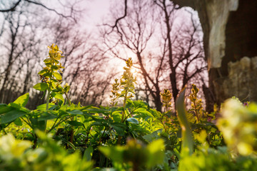 Fototapeta premium Spring forest