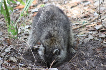A common raccoon searching for food