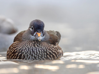 A female mandarin duck. The mandarin duck (Aix galericulata) is a perching duck species native to East Asia.