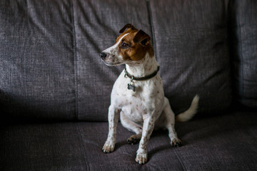 Jack Russell Terrier is sitting at home on a gray sofa.