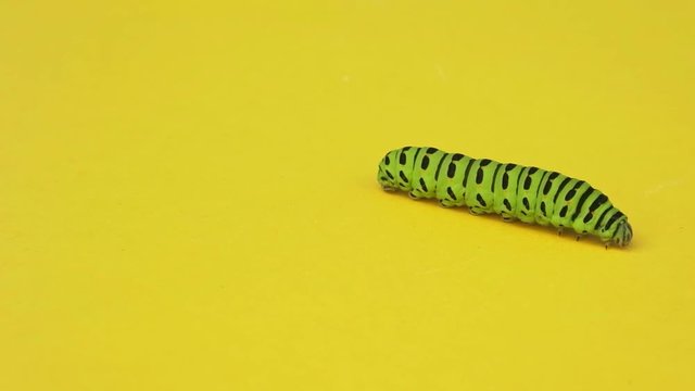 Green caterpillar swallowtail crawls on yellow paper background.