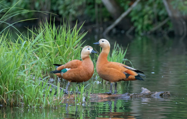 The ruddy shelduck (Tadorna ferruginea) is a member of the family Anatidae.