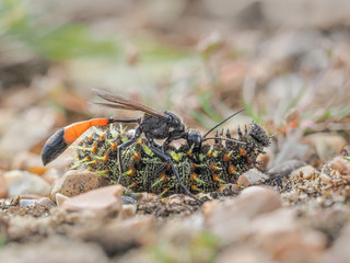 Red banded sand wasp with paralyzed caterpillar no 3