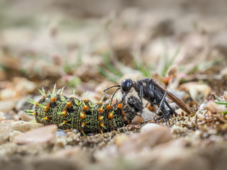 Red banded sand wasp with paralyzed caterpillar no 4