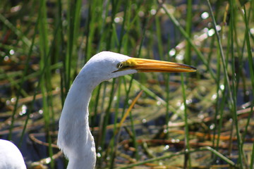 Close up of a great white egret
