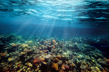  een Onderwater koraalrif aan de rode zee © vovan