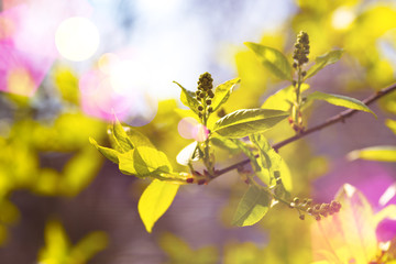 tree branch with buds background