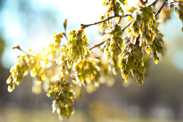 tree branch with buds background