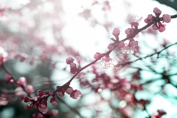 tree branch with buds background