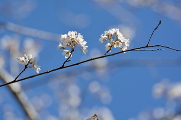 Blooming Wu-She cherry blossom in the Guan-Wu,Belonging to Shei-Pa National Park, Taiwan