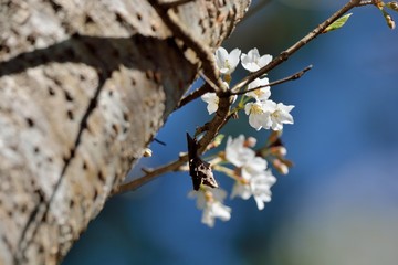 Blooming Wu-She cherry blossom in the Guan-Wu,Belonging to Shei-Pa National Park, Taiwan