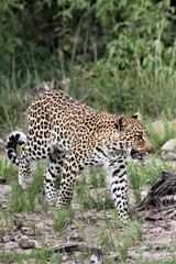 A young male leopard surveys the surrounding savanna on Chiefs island in the okavango delta in the country of Botswana. Botswana is a country in Southern Africa.    