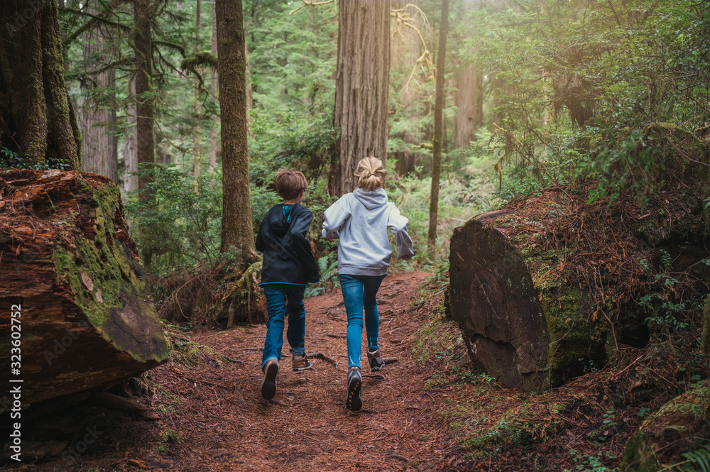 Wall mural boy and girl running on a trail in the redwood forest, woods - Wall murals