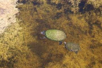 Mommy and baby eastern slider painted turtles